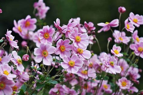 Illustration d'une touffe d'anémones du Japon en fleurs dans un jardin ombragé