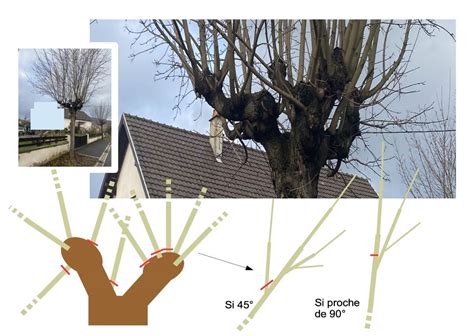 Schéma explicatif de la taille en tête de chat pour le figuier