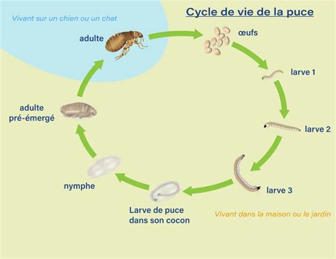 Schéma illustrant le cycle de vie de la puce : œuf, larve, nymphe et adulte