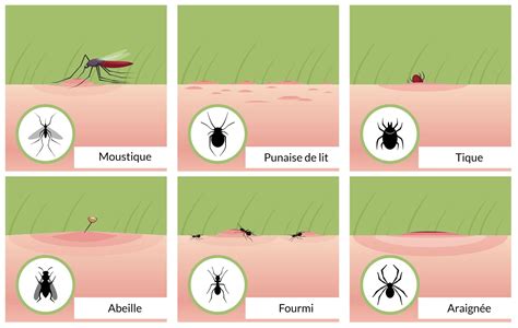 Illustration de la puce de jardin avec ses caractéristiques physiques