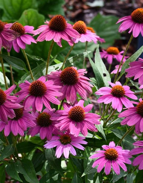 Photo d'une fleur Echinacea purpurea Sensation Pink en plein épanouissement dans un jardin ensoleillé