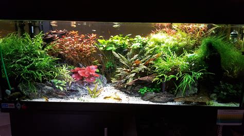 Panorama d'un aquarium planté luxuriant