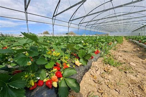 Champs de fraises en pleine maturité sous le soleil girondin