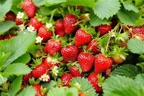 Champ de fraises en pleine saison