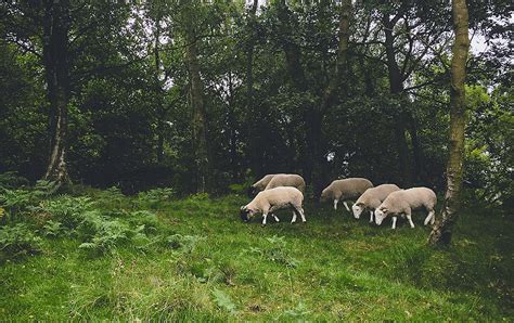 moutons pâturant sous des arbres fruitiers protégés