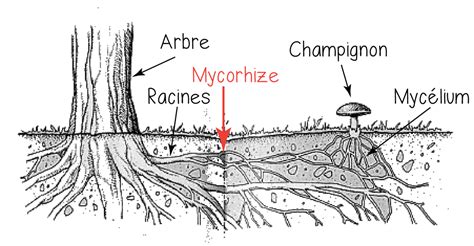 Schéma illustrant le réseau mycélien entourant les racines d'un bonsaï