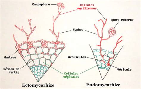 Comparaison visuelle entre endomycorhizes et ectomycorhizes sur système racinaire