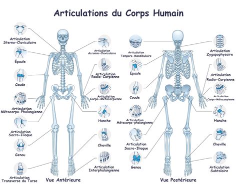 Schéma anatomique illustrant la flexion des articulations du Hackney lors du trot.