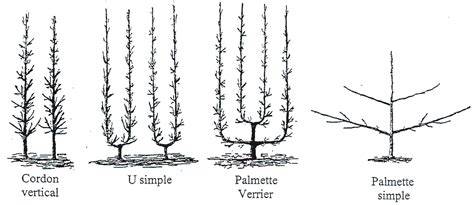 Schéma des différentes formes de conduite des arbres fruitiers