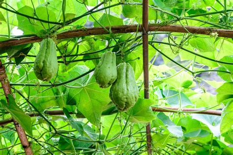 Illustration d'un plant de chayotte grimpant sur un treillage solide