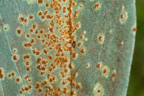 Symptômes de la rouille sur les feuilles d'un cognassier