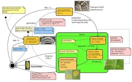 Diagramme du cycle de vie de la rouille du genévrier et du cognassier