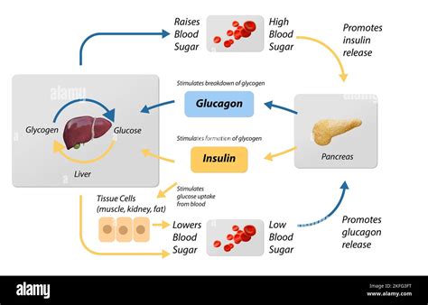 Schéma illustrant la régulation du glucose sanguin par l'insuline et le pancréas