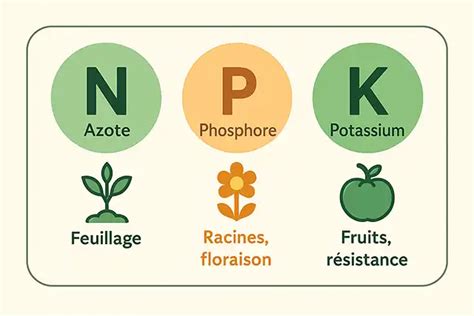 Schéma illustrant les trois macronutriments (NPK) et leur rôle spécifique dans le développement d'une plante (racines, fleurs, feuillage)