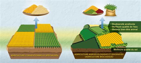 Tableau comparatif des rendements entre maraîchage permaculturel et agriculture biologique conventionnelle
