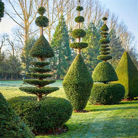 Différentes espèces de plantes adaptées à la taille topiaire