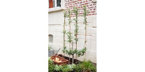 Exemple d'une palmette en éventail sur un mur