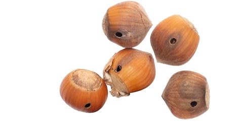Photo macro d'un balanin des noisettes sur une coque