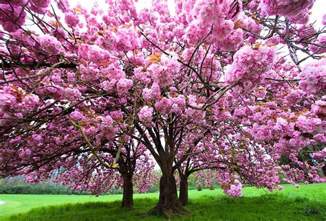 Illustration botanique d'un cerisier en fleurs au printemps