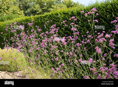 Plantes de verveine en pleine floraison dans un jardin