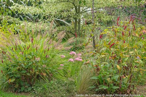 Vue d'un massif avec des Verveines de Buenos Aires dressées parmi d'autres plantes