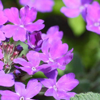 Gros plan sur des fleurs de verveine fanées coupées