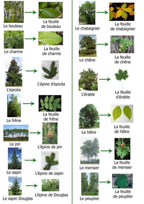 Calendrier de prélèvement des espèces d'arbres