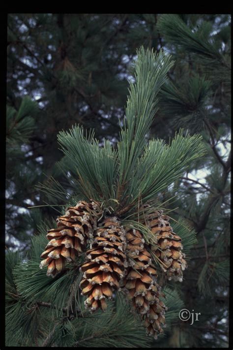 Un spécimen de Pinus peuce dans son habitat naturel montagneux