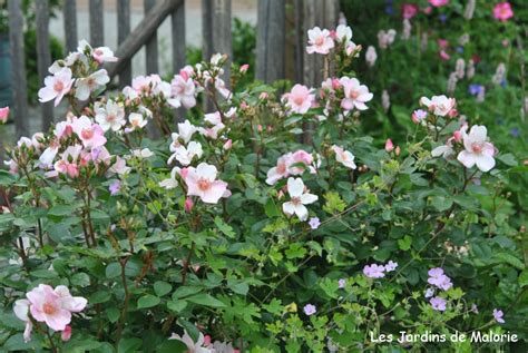 Rosier Astronomia en pleine floraison dans un jardin