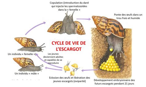 Cycle de vie et reproduction des escargots d'aquarium