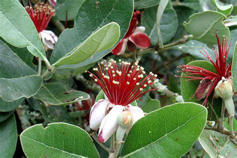 Illustration d'un Feijoa sellowiana en fleurs avec des fruits