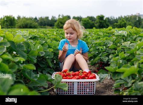 Enfants cueillant des fraises dans un champ