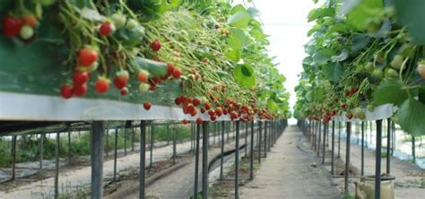 Serres de fraises hors sol à Merlevenez