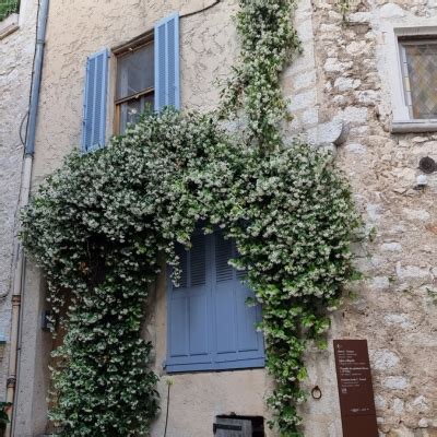 Illustration d'une façade fleurie de jasmin étoilé grimpant sur un treillage
