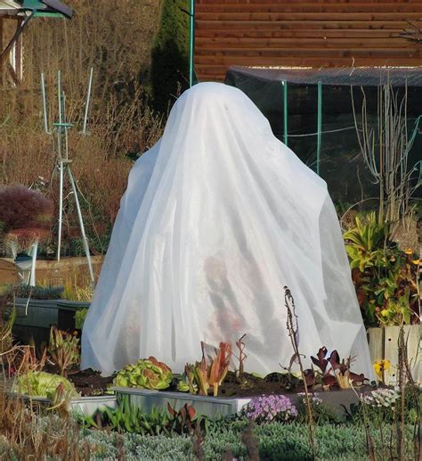 Photo montrant la pose d'un voile d'hivernage sur un pied de jasmin