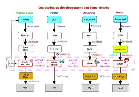 Schéma illustrant le développement de la fumagine sur une branche