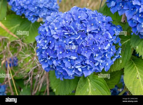 Détail d'une inflorescence en assiette d'Hydrangea macrophylla
