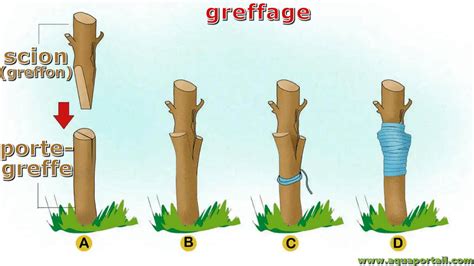 Schéma explicatif des principes de base du greffage : union du greffon et du porte-greffe