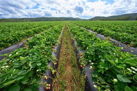 Champ de fraises prêt à être cueilli