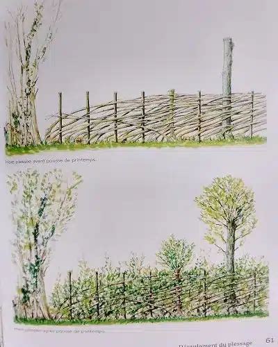 Haie plessée avec des branches de noisetier