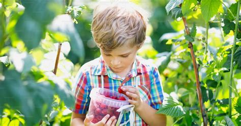 Enfants cueillant des framboises dans un champ