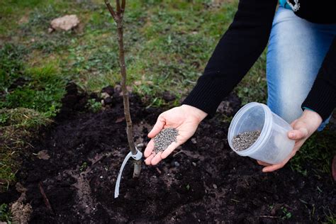 Photo d'un jardinier épandant de la corne broyée au pied d'un arbuste
