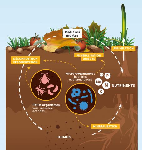 Illustration montrant l'équilibre des nutriments dans le sol