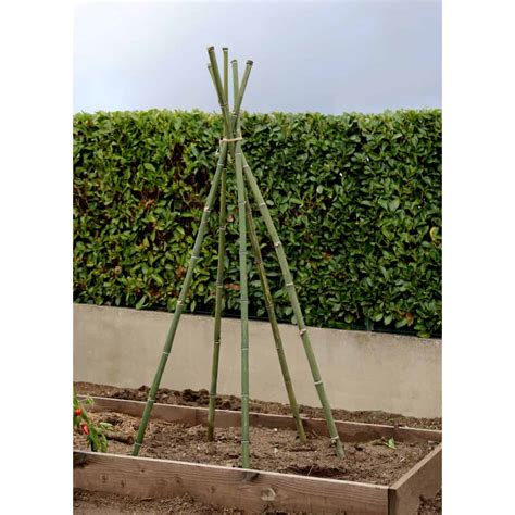 Tuteur en bambou vert dans un potager domestique