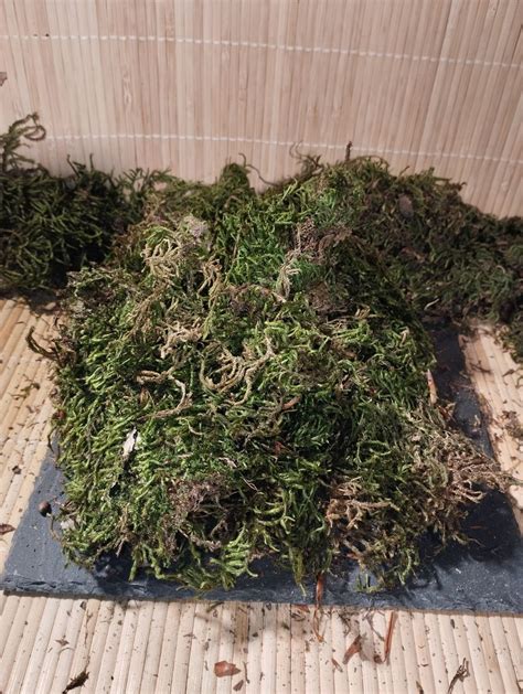 Sphaigne sèche et réhydratée pour le bonsaï