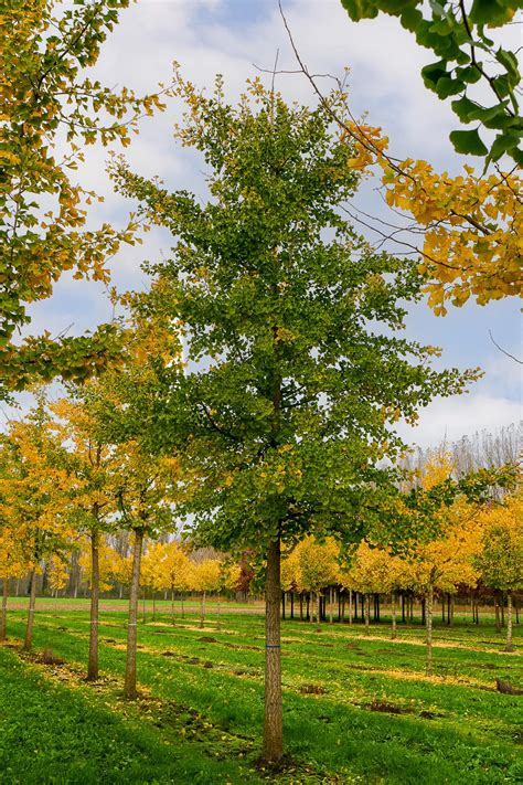 Ginkgo Biloba aux feuilles dorées en automne