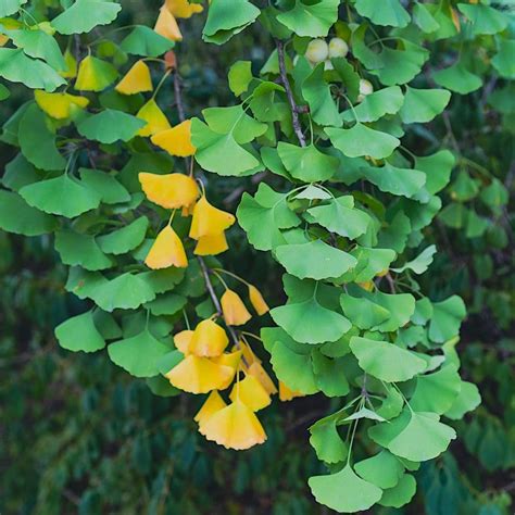 Illustration des différentes méthodes de multiplication du Ginkgo