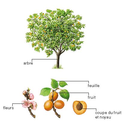 Schéma illustrant le port naturellement étalé de l'abricotier et ses dimensions moyennes en jardin