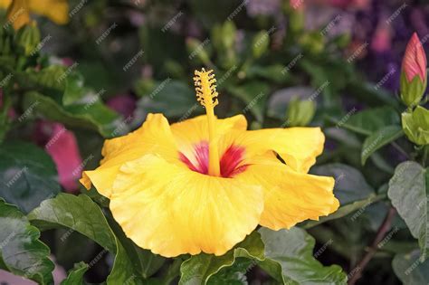 fleurs d'hibiscus en gros plan montrant le tube d'étamines caractéristique