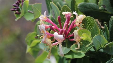 Lonicera implexa dans son habitat naturel